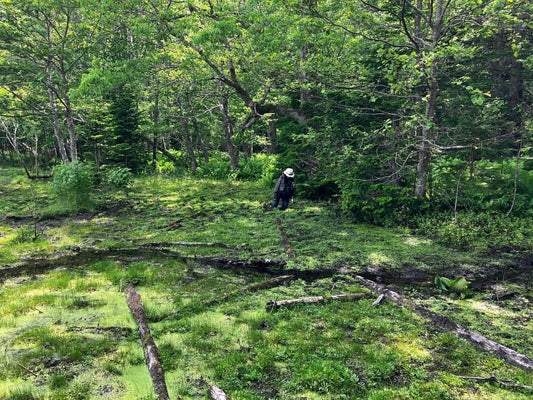 北海道のフライフィッシングで人生初、沼にハマった@阿寒湖